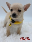 Adorable Male Chihuahua