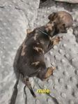 Jackshund puppies