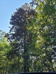 4+/- acres Hillister