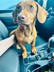 Red Dapple Dachshund