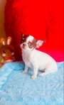 Teacup Lollipop short coat, Applehead female Chihuahua.