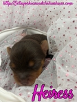 AKC Chocolate & Tan Female Yorkies