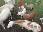 Sheep