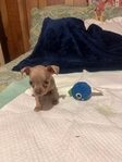 AKC Chihuahuas