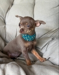 Absolutely Sweet & Stunning Male Chihiahua