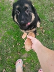 German shepherd