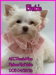 AKC Extra Tiny Male & Female Platinum & Blonde Parti Yorkies