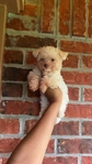 Toy Maltes puppy
