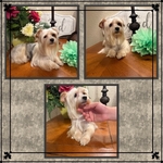 Akc Yorkies