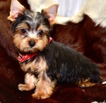 AKC Yorkie Male Puppies