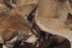 wolf hybrids for sale