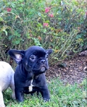 Female & Male Frenchies available