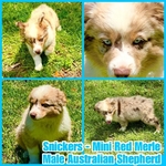 Curry’s Australian Shepherds 
ASDR Mini Australian Shepherds