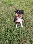 Registered Standard Australian Shepherds
