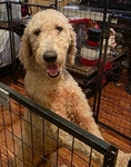 1 year and a half Female Standard Poodle