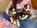 Siberian Husky puppies Forsale