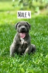 ABKC American Bully Puppies