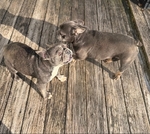 French Bulldogs for sale CHEAP