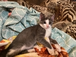 In Silsbee, 4-6 week old kitten