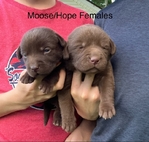 CHOCOLATE LABRADOR RETRIEVER PUPPIES AKC