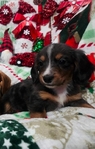 Beautiful Dachshund Puppies