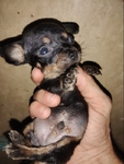 Chihuahua puppies for sale