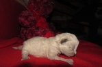 ragdoll kittens for sale