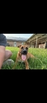 Beautiful sweet puppy!