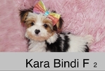 CHRISTMAS  PUPPIES  Shih Tzu;s, Yorkies, @ Maltese