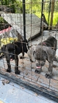 Can Corso for sale.