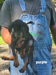 AKC Doberman Pinscher puppies