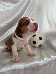 Beagle puppies AKC