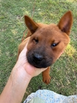 Purebred Smooth Coat Red Chow Chow