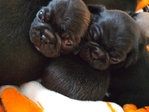 Black pug puppies