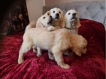 Golden Retriever puppies- Male & Female