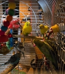 Parakeets