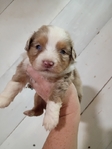 Toy Aussies