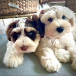miniature schnauzer puppies
