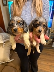 Amazing Full-Blood Dachshund Puppies