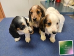 AKC Mini Long-Haired Dachshunds
