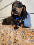 Dachshunds Mini Long-Haired Price Reduced