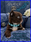 Stunning Tiny AKC Longcoat Applehead Male Chihuahuas