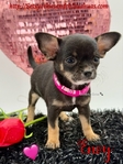 Stunning Micro AKC Female Applehead Chihuahua