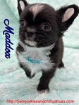 AKC  Stunning Longcoat Male Micro Chiuahuas