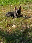 French Bulldogs for sale CHEAP