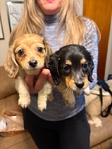 Amazing Full-Blood Dachshund Puppies