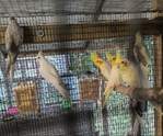 BIRDS BIRDS BIRDS FOR SALE!!!