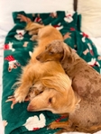 Christmas Weenies!! AKC Mini Dachshund pups