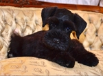 Toy/Miniature Schnauzer Male puppies