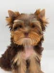 AKC Mini Male Chocolate & Tan Yorkie
